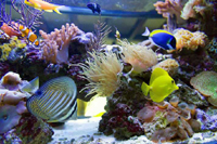 Живой товар / Аквариумные рыбы, растения и кораллы / Морские обитатели